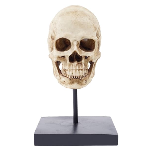 Human Skull Statue Sculpture