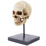 Human Skull Statue Sculpture